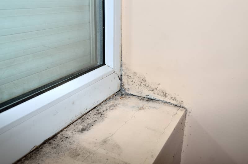 Mold Remediation