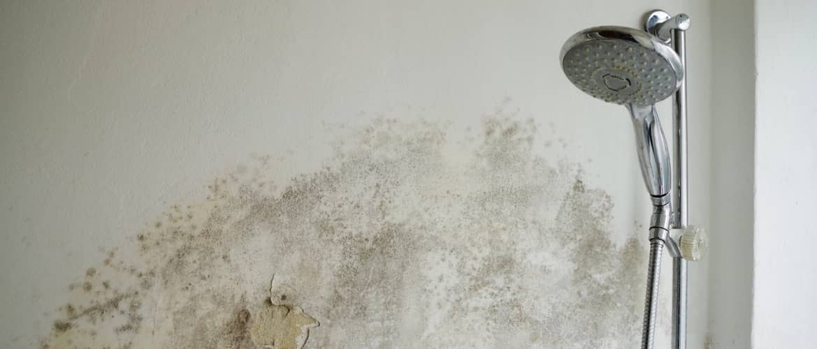 Should You Try to Remove Mold on Your Own?